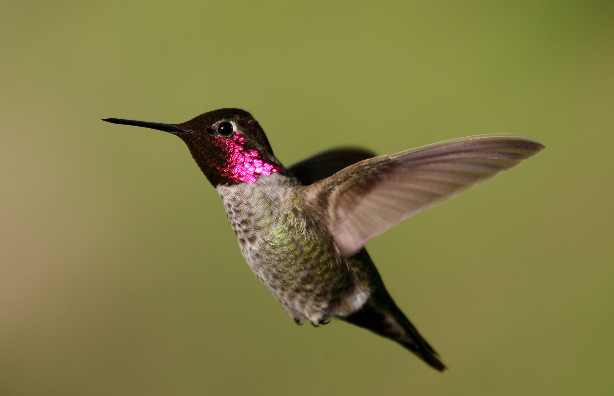 San Francisco Bay Area Birding: Golden Gate Park, Point Reyes & Don Edwards Refuge