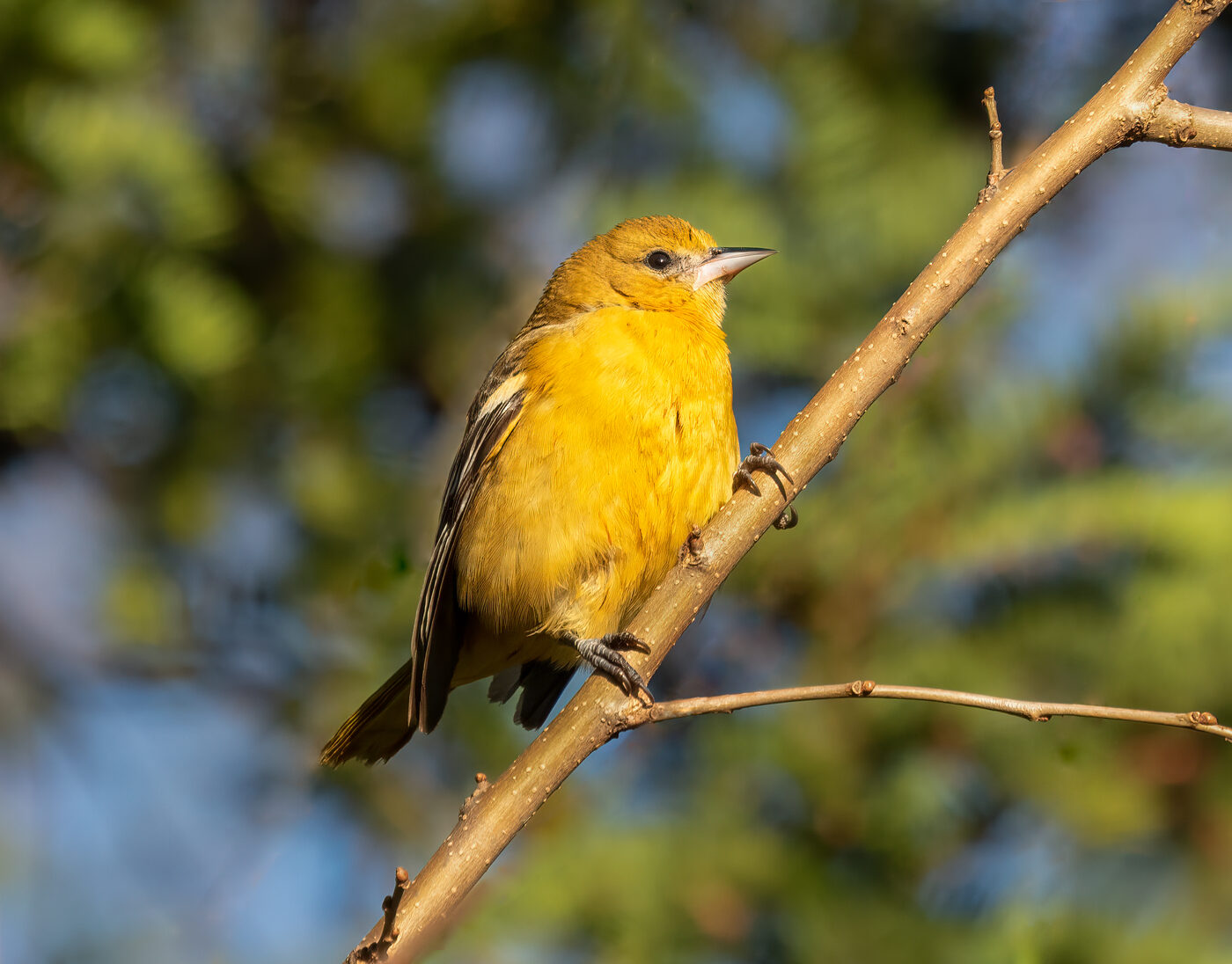 Chicago & North Shore Birding: AllTrails · eBird · Seasonal Tips
