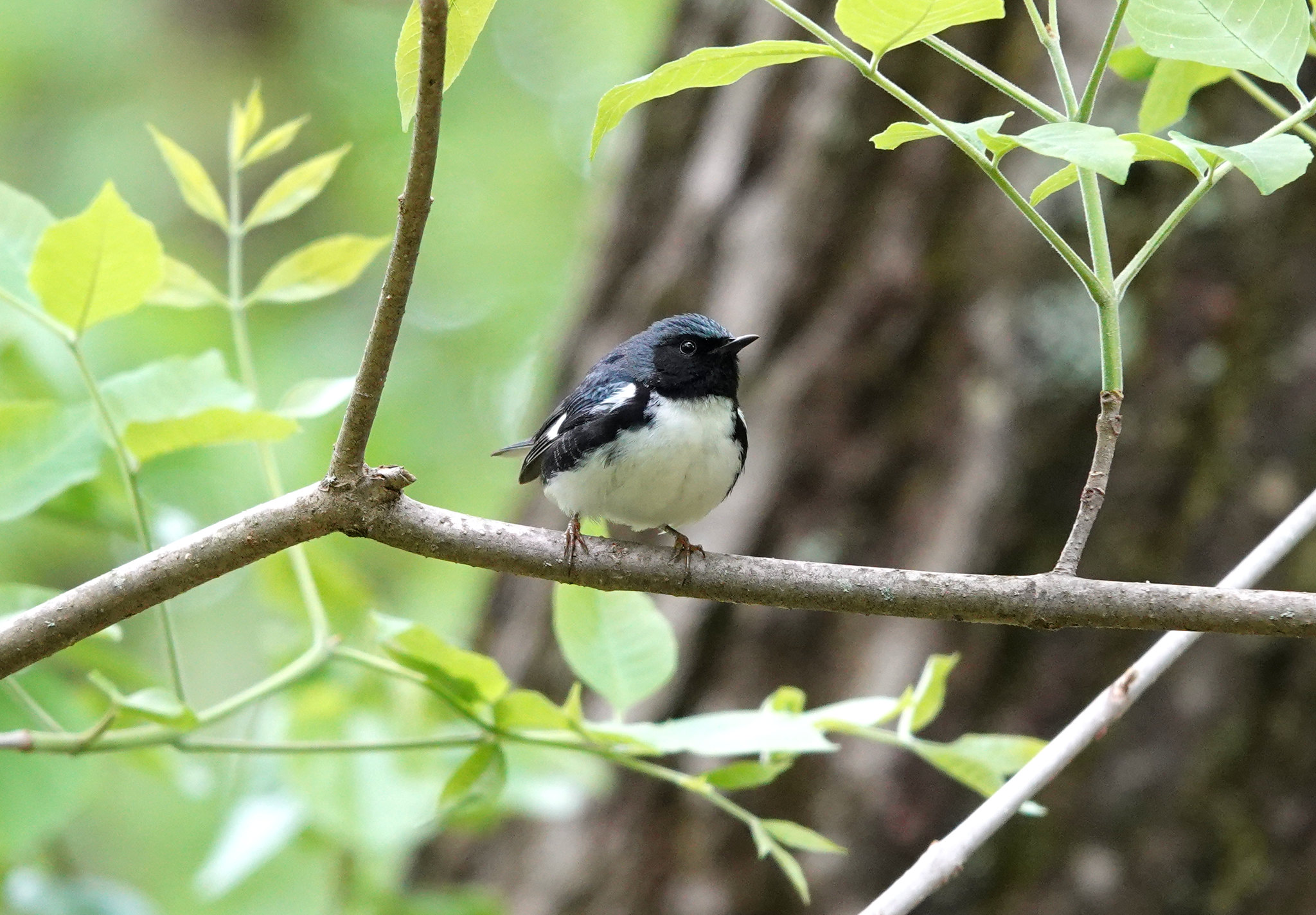 Great Smoky Mountains Birding: Alum Cave, Andrews Bald, and Cades Cove