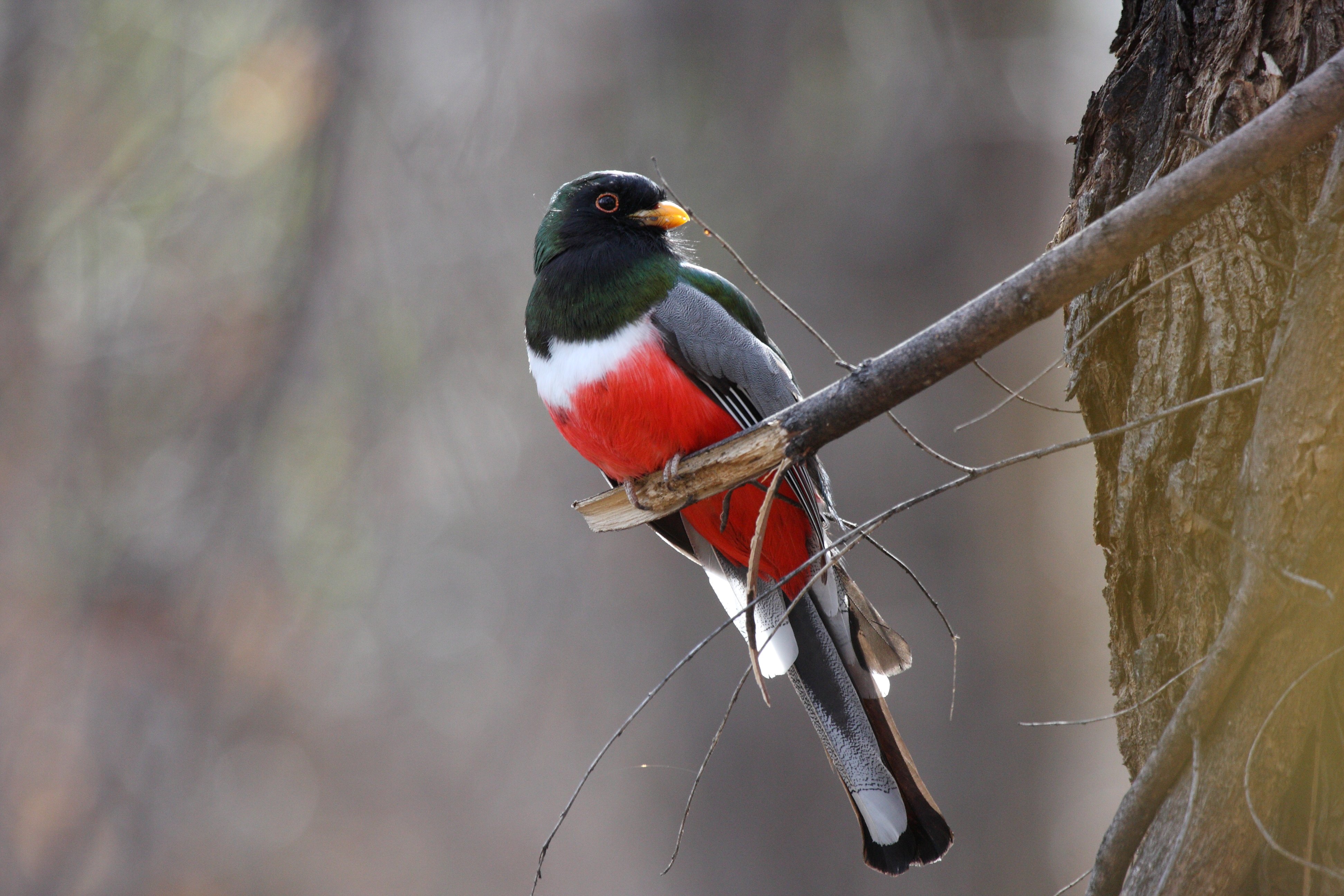 Arizona Sky Islands Birding: Madera Canyon, Ramsey Canyon and Cave Creek Canyon