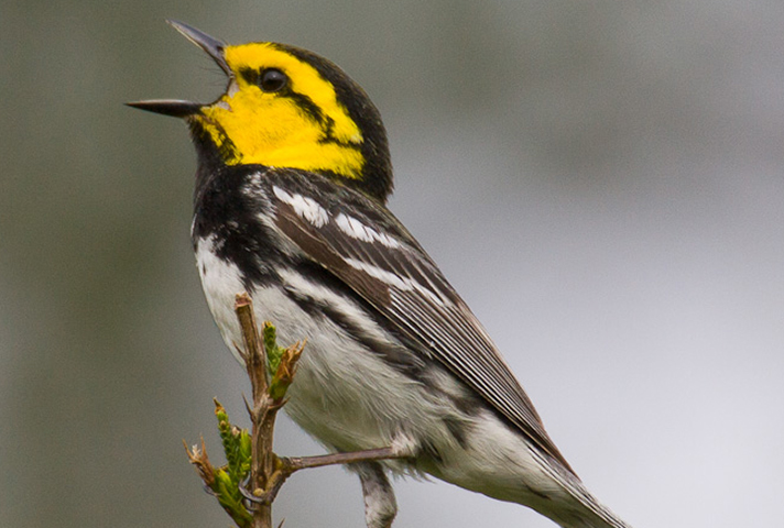 Texas Hill Country Birding: Golden-cheeked Warblers at Balcones, Lost Maples & Pedernales Falls