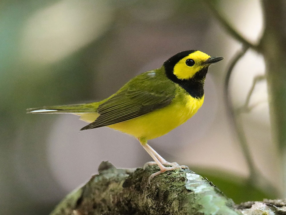 NYC Birding Trails: AllTrails · eBird · Seasonal Tips
