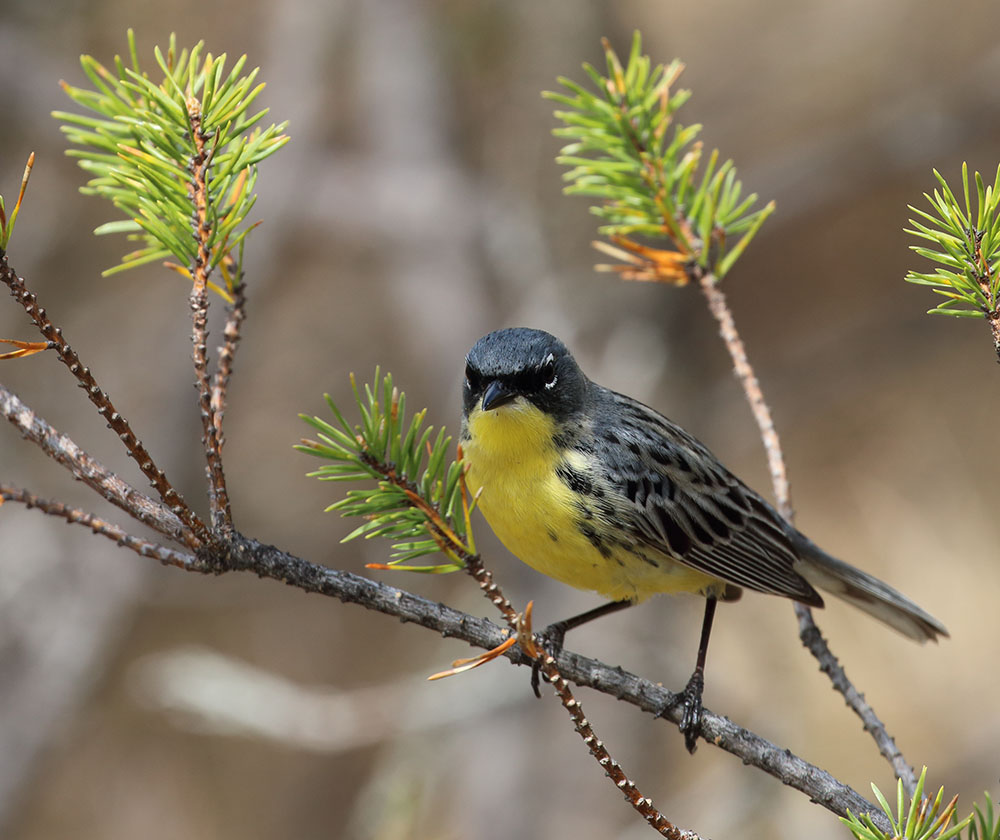 Michigan Lower Peninsula Birding: AllTrails · eBird · Seasonal Tips