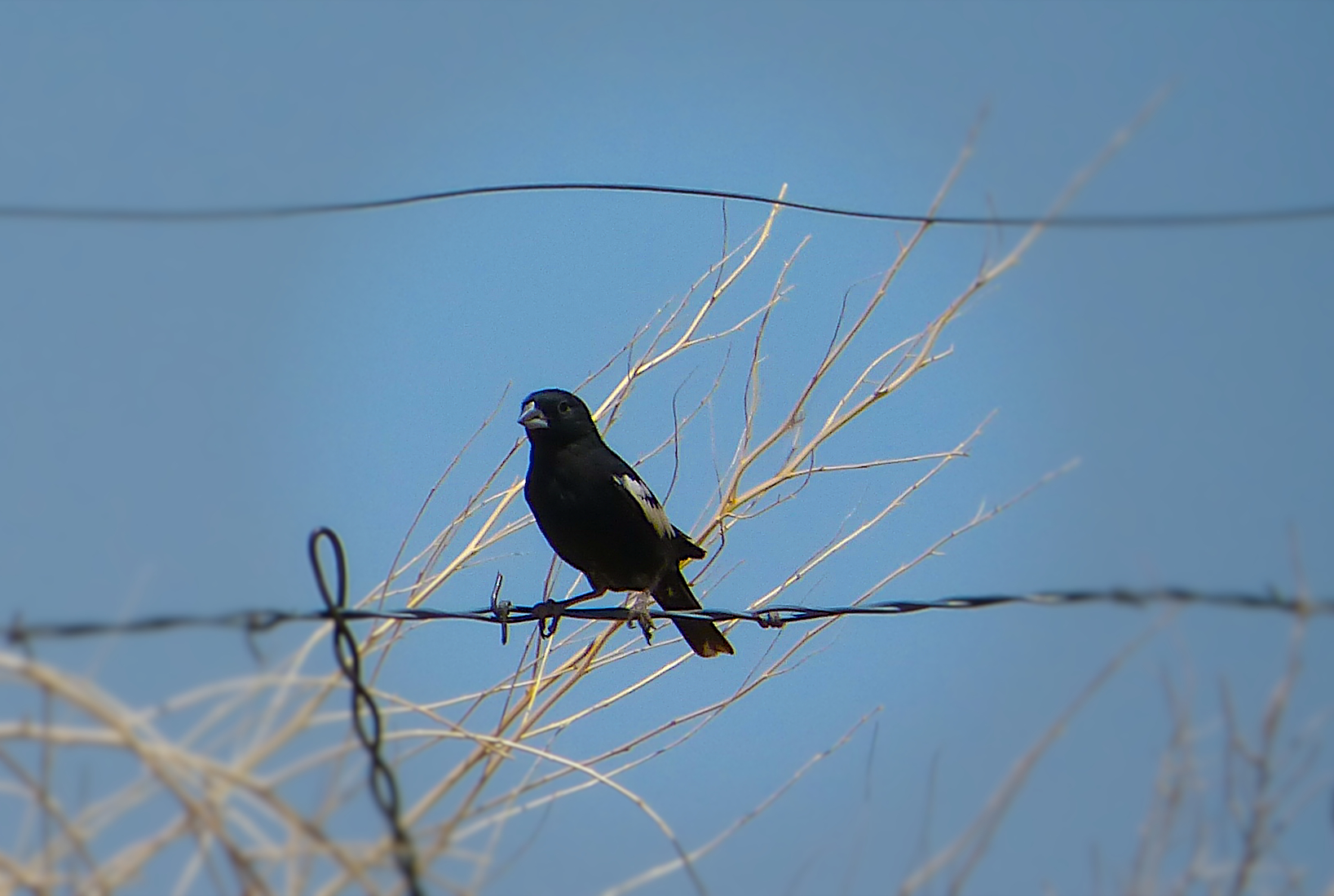 Colorado Rocky Mountain Birding: RMNP, Barr Lake, and Pawnee Grassland