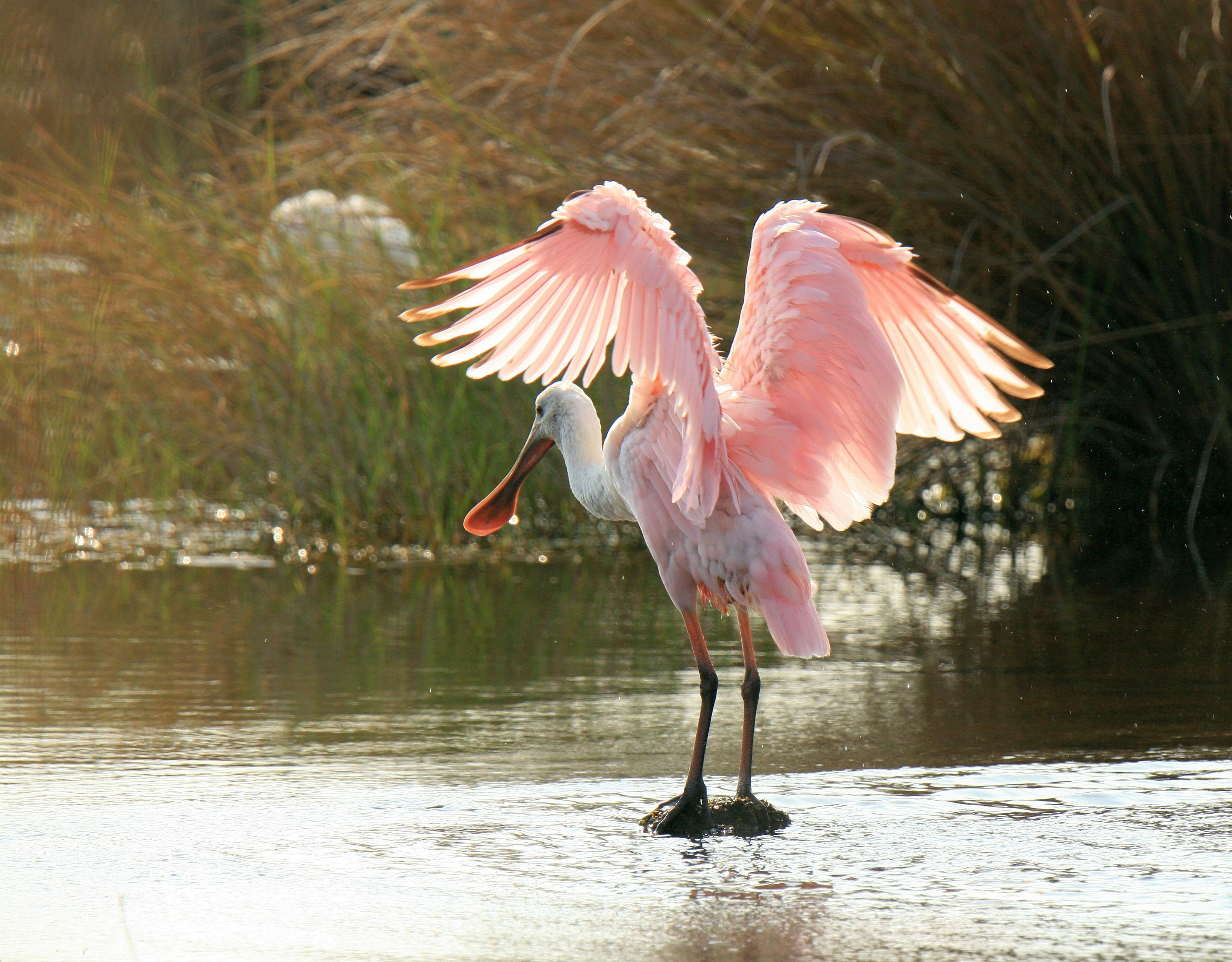 Florida Everglades Birding: Anhinga Trail, Shark Valley, and Corkscrew Swamp