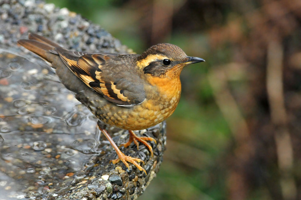 Pacific Northwest Birding: AllTrails · eBird · Seasonal Tips