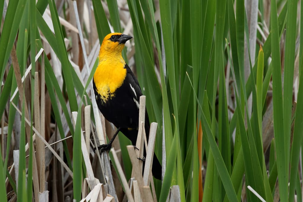Seattle Area Birding: Montlake Fill, Nisqually NWR & the Skagit Valley