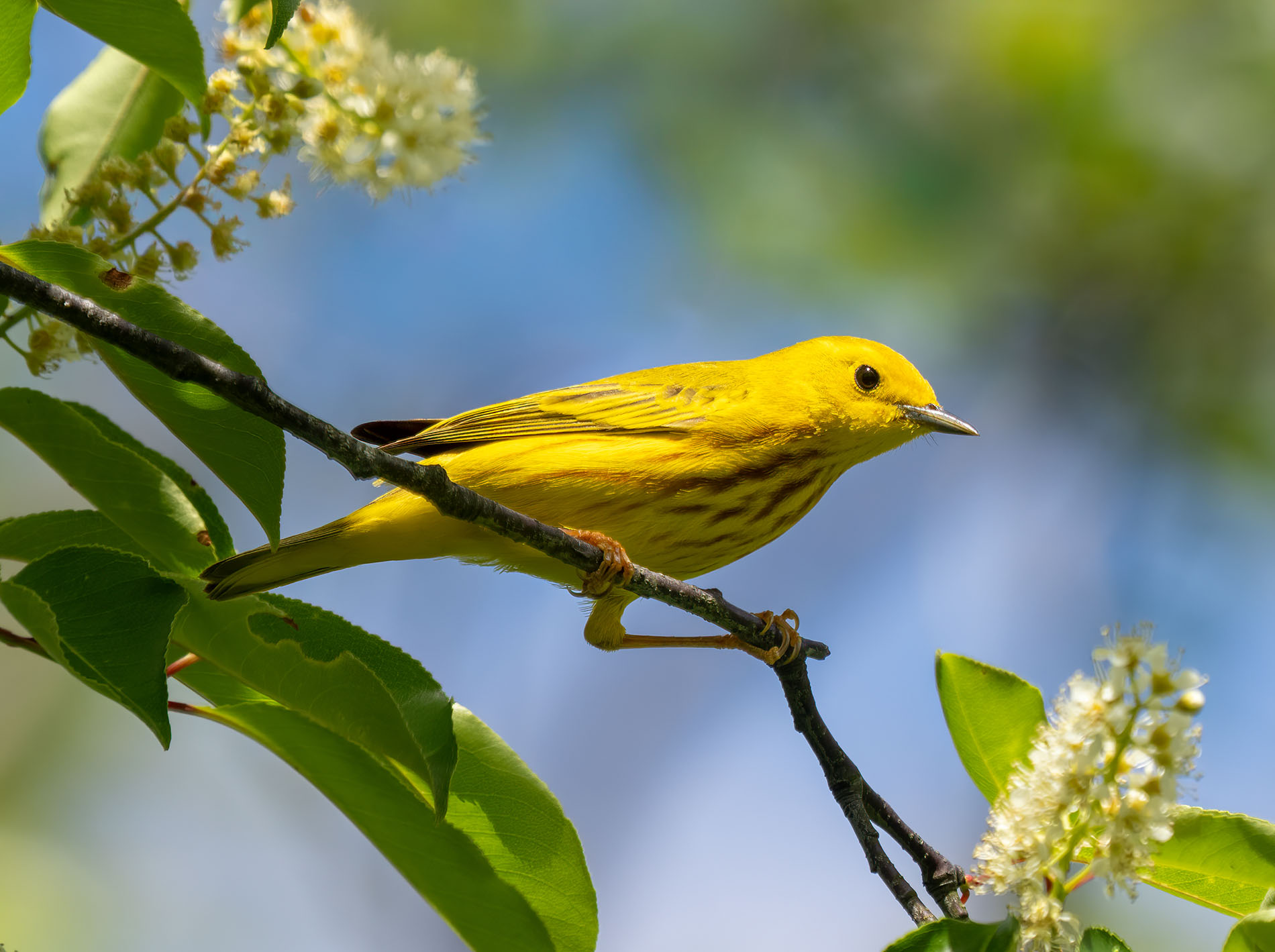A male Yellow Warbler in vivid breeding plumage